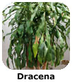 Dracena